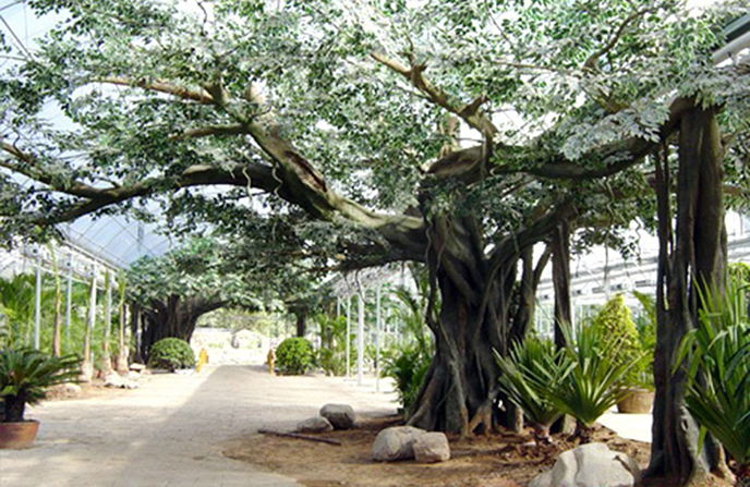 仿真榕樹制作從上海迪士尼仿真榕樹制作學到了什么