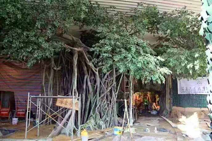 仿真榕樹批發市場怎么樣？仿真榕樹的發展前景如何？