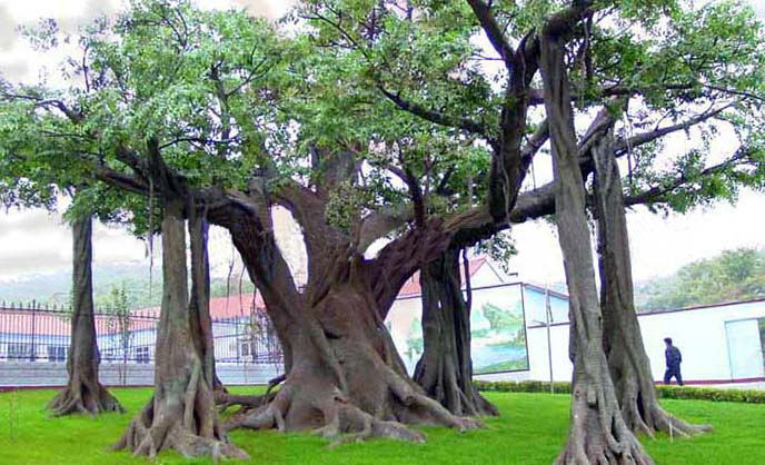 仿真榕樹制作前需要有好的仿真榕樹設計