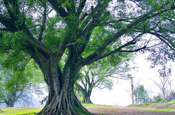 仿真樹需要進行藝術文化情感的融入而進行創新