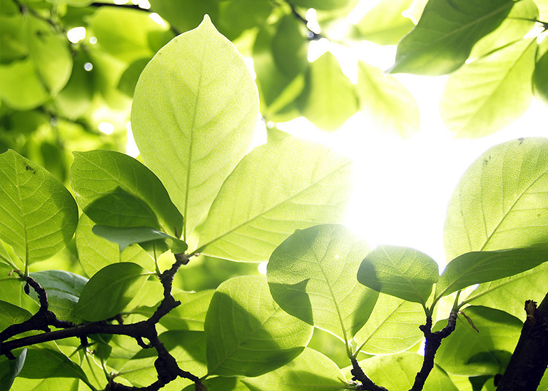 樹細(xì)胞中的膨脹壓力滲透和節(jié)律如何支持樹木