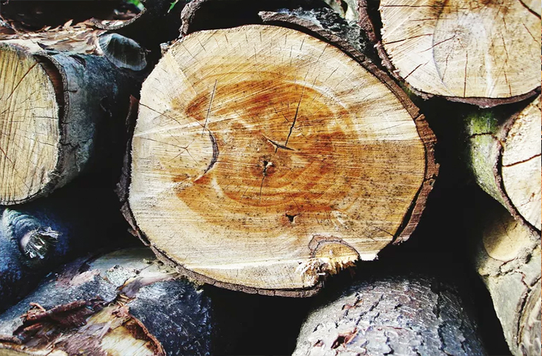 出售樹木時收獲的主要木材產品-您在木材銷售時可能擁有的林產品