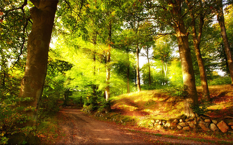 認(rèn)證與您的永續(xù)森林-了解可持續(xù)森林和森林認(rèn)證組織