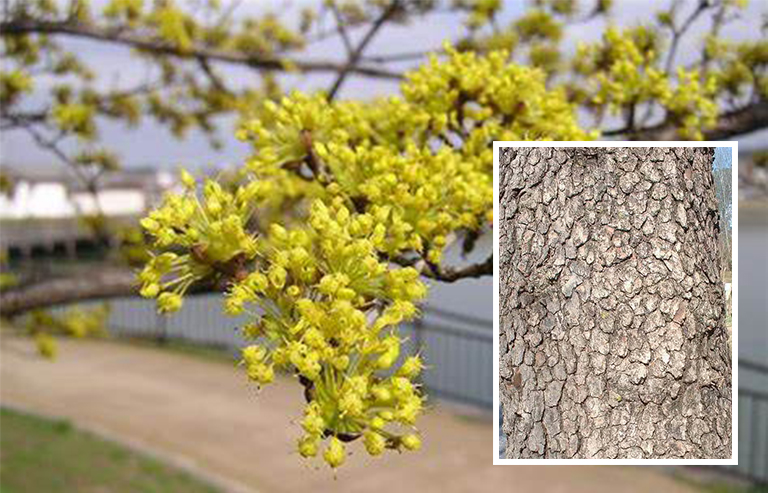 史上全細(xì)休眠樹識別庫（三）