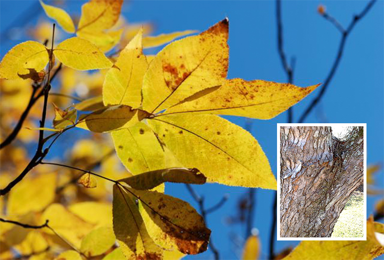 史上全細(xì)休眠樹識別庫（四）