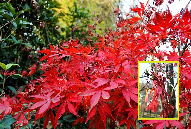 史上全細(xì)休眠樹識別庫（五）