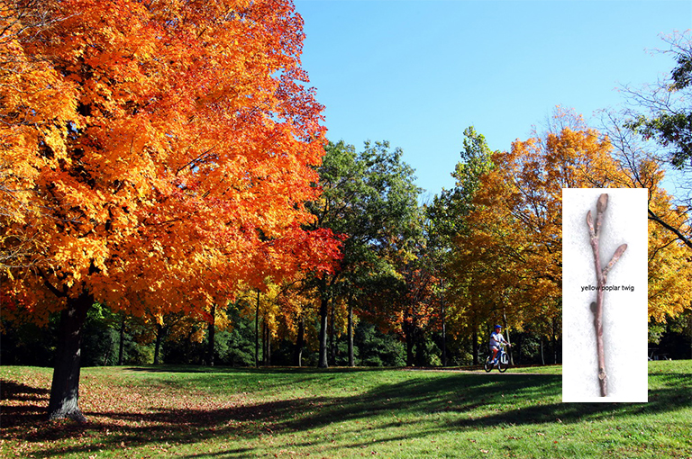 史上全細(xì)休眠樹識(shí)別庫(kù)（七）