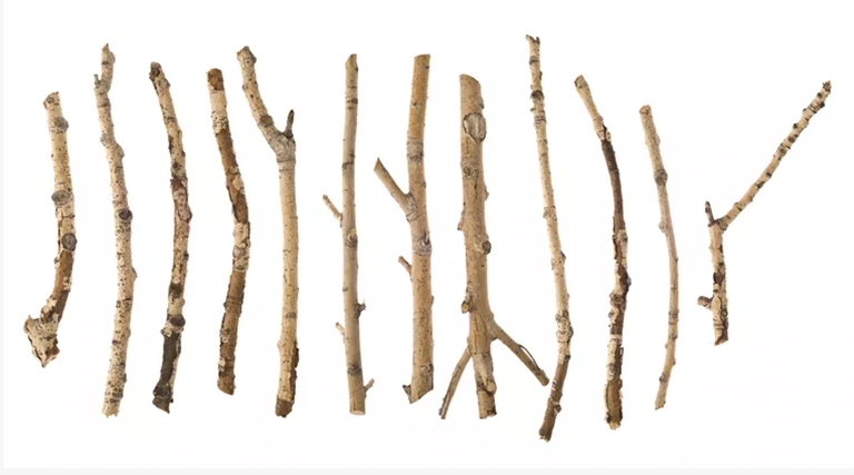 冬季樹木鑒定入門指南-如何識(shí)別和命名休眠樹