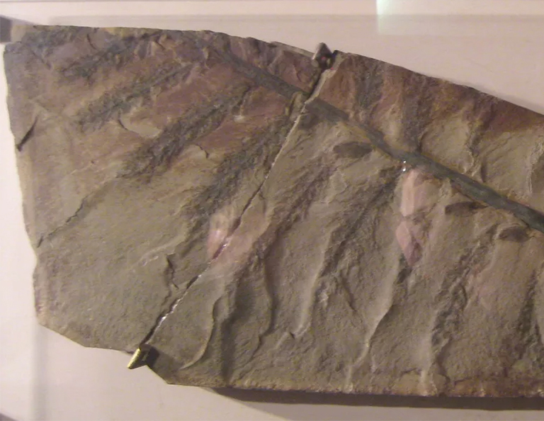 始祖鳥-棵“真”樹構(gòu)成地球上個森林的樹