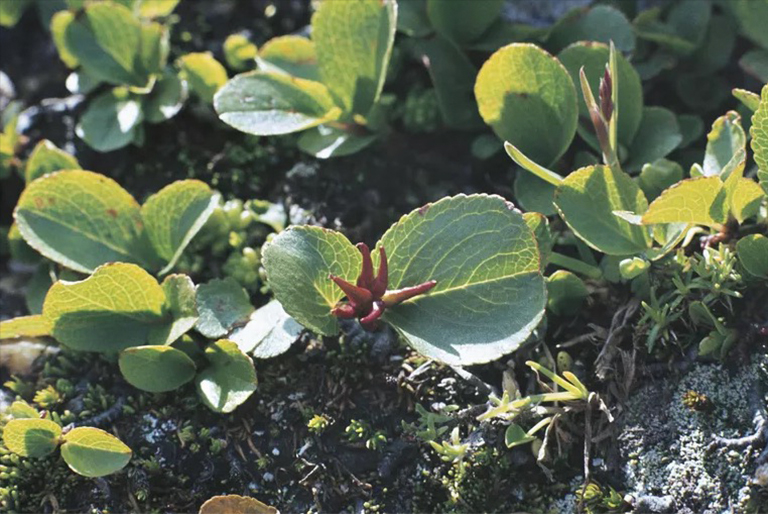 有世界上小的樹種嗎？