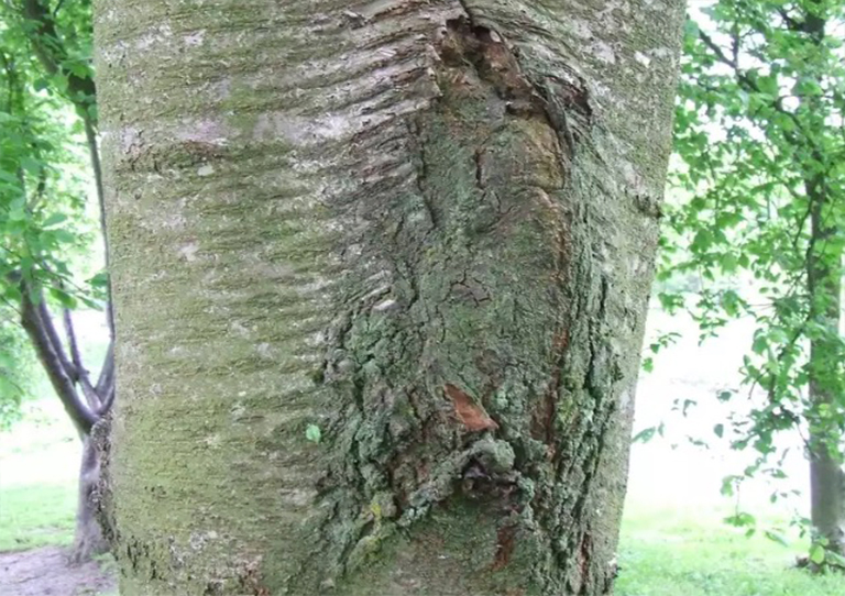包含樹皮的問題-樹皮夾雜物使樹木變弱和不安全