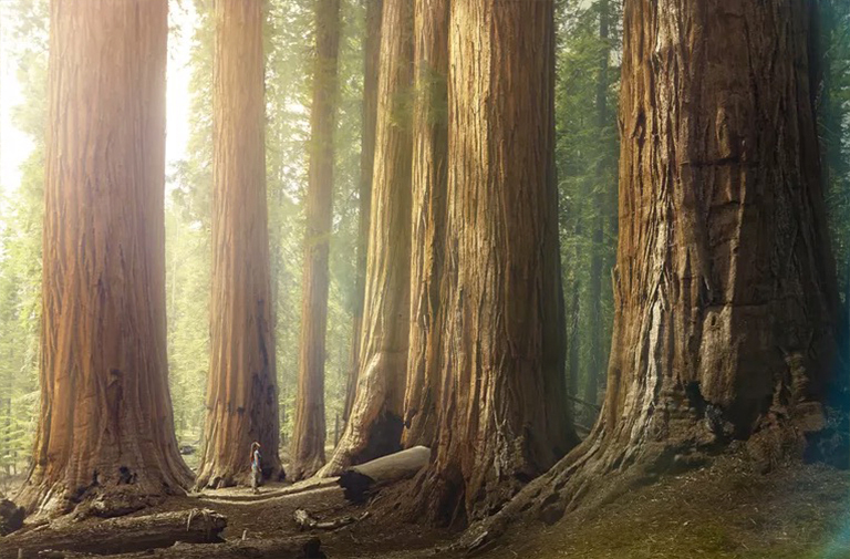 估計林木的年齡-粗略估計樹齡的無創測量