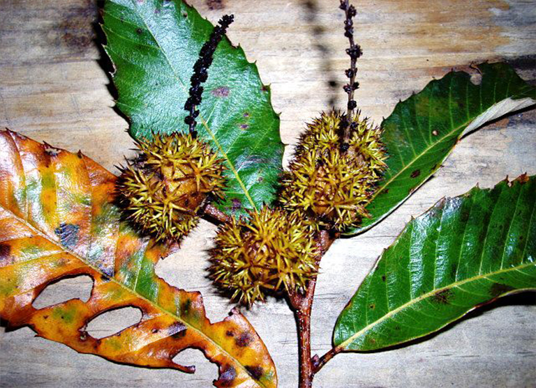 必需的栗樹果實（Chinkapin）-一棵潛力巨大的小樹