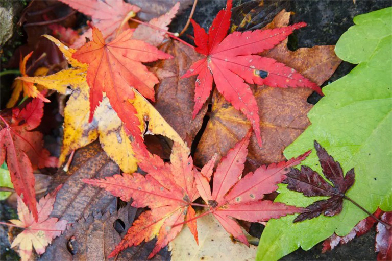 日本楓木日常養護和常見害蟲