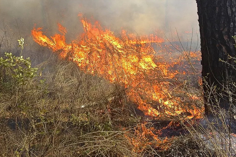 野火的起源及其成因-大多數野火是人為意外引發的