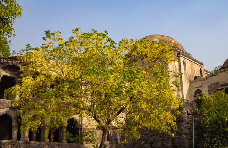 欒樹人工仿制品仿真樹可做成好的景觀樹尤其在空間有限的地方