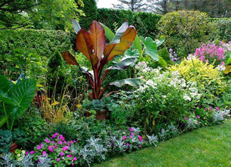 千層石景觀假山綠化的18種佳植物(一）