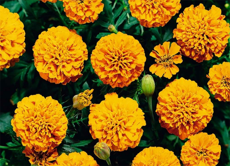 十月的出生花-萬(wàn)壽菊