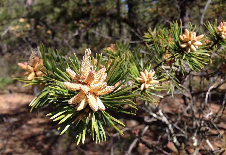 北美主要針葉樹(shù)及其描述-常見(jiàn)的商業(yè)軟木樹(shù)和森林協(xié)會(huì)（四）