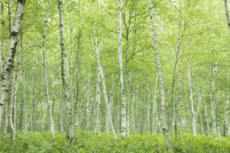 區(qū)分硬木和軟木樹(shù)-通常是正確的，但這不是的規(guī)則