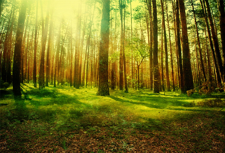 高潮森林過(guò)程-達(dá)到森林演替的高潮