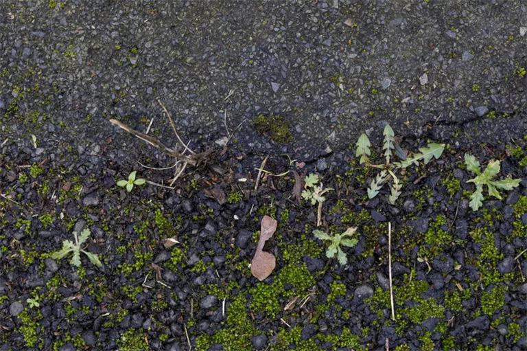 主要繼承定義和示例-什么是生態學的主要演替？