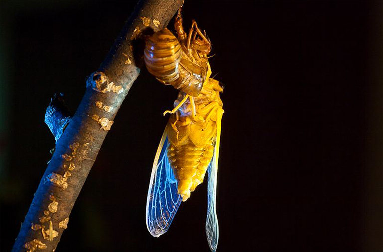 蟬17年會(huì)破壞我的樹(shù)木嗎