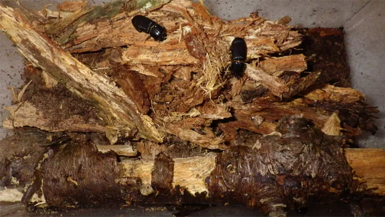 貝斯甲蟲護理指南-關于將臭蟲養為寵物需要了解的一切