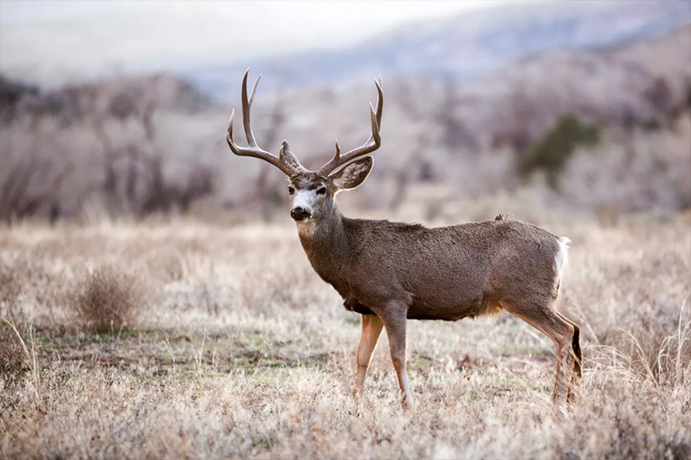 錫安國家公園野生動物（二）