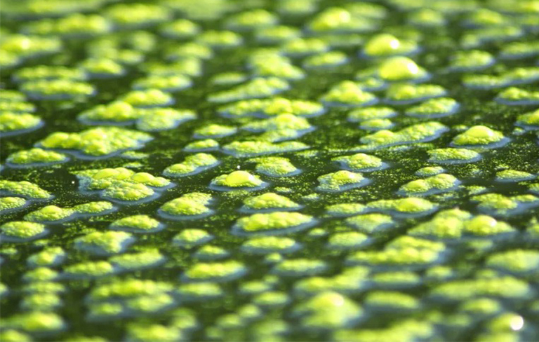 7種主要藻類-上