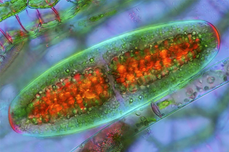 7種主要藻類-下