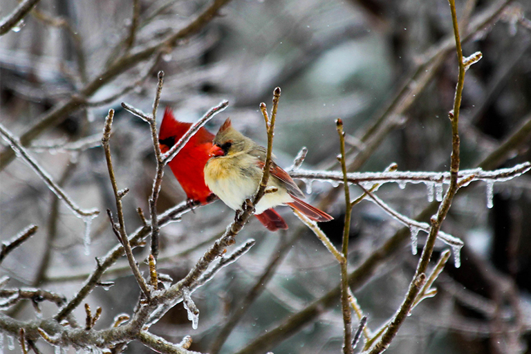 花園護理使花園加蓬勃發展