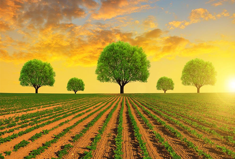 了解美國的植物馴化發展歷史