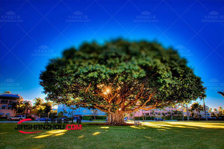 仿真樹景觀作品特點之一就是種類繁多顏色多樣