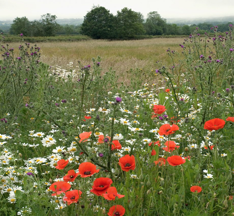 2021年植物花園主要外觀和必備品裝飾發(fā)展趨勢（下）