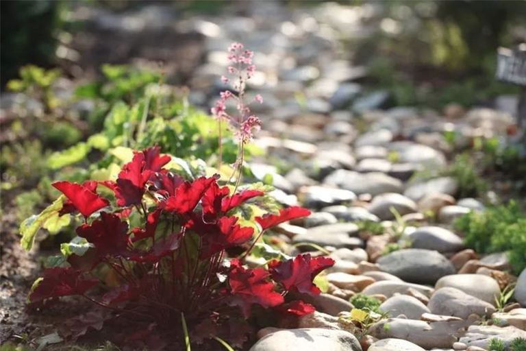 北京廠家關于一月園藝的規劃指南