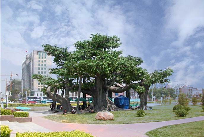 北京廠家的仿真樹質量有保證，值得信賴