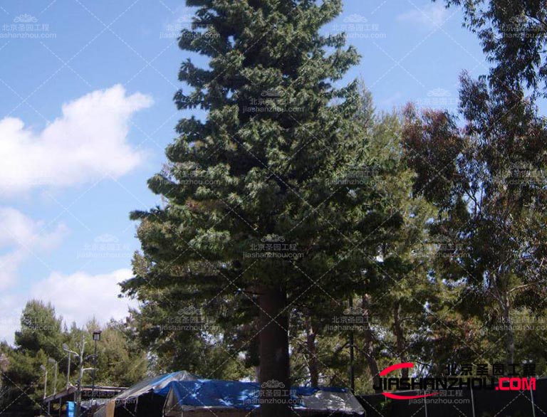 提高仿真樹品質生產廠家應該加強品質管理和技術研發