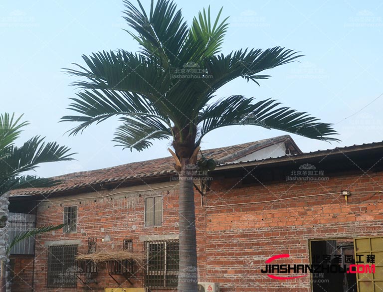 相信仿真樹將會越來越逼真和真實成為裝飾行業的熱門選擇