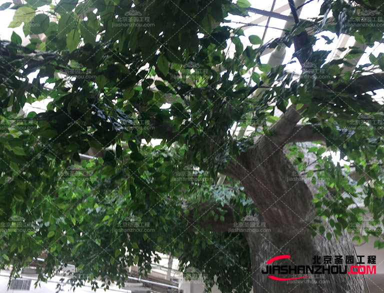 浙江室內(nèi)外仿真樹裝飾打造城市居家庭院新境界