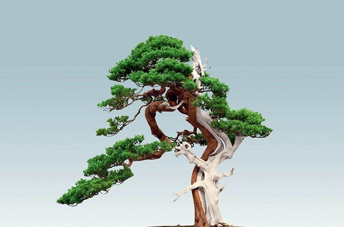 仿真柏樹(shù).jpeg 仿真柏樹(shù)