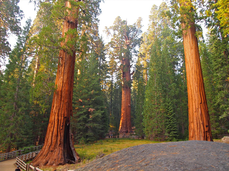 仿真樹廠家.jpg 仿真樹廠家
