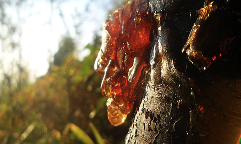 仿真樹(shù).jpg 仿真樹(shù)