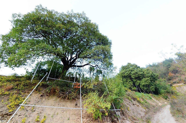 仿真樹.jpg 仿真樹