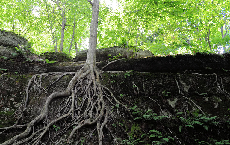仿真樹.jpg 仿真樹