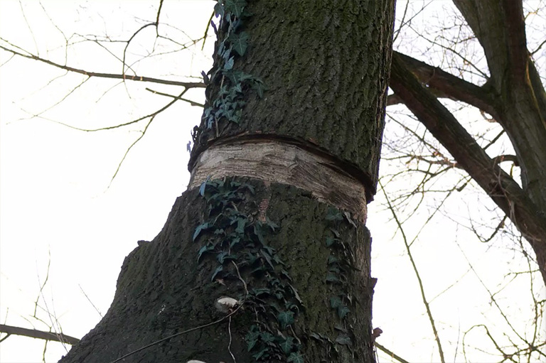 仿真樹.jpg 仿真樹