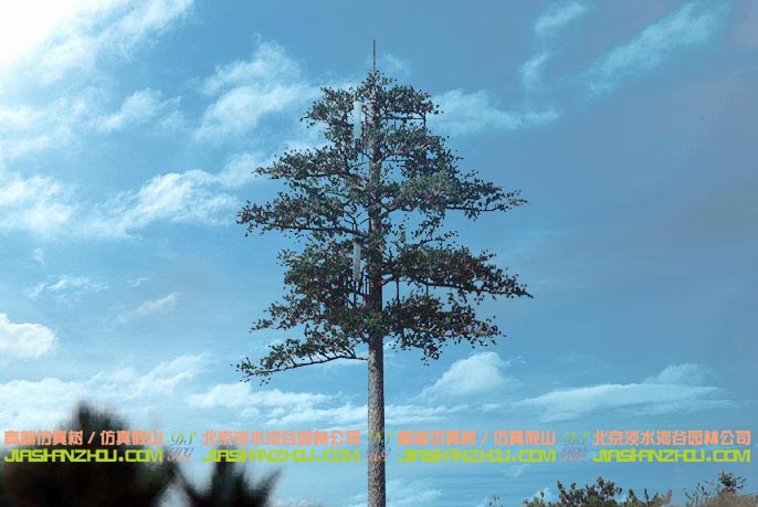 信號(hào)塔樹.jpeg 信號(hào)塔樹