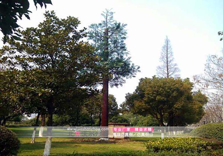 信號(hào)塔樹.jpg 信號(hào)塔樹