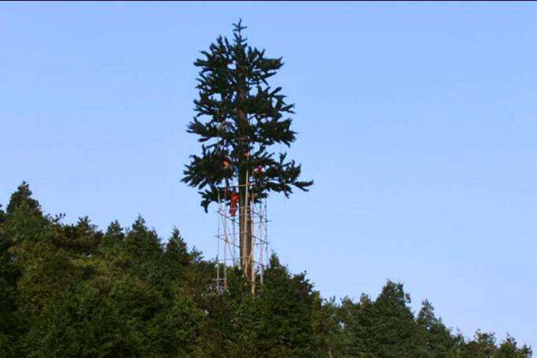 信號(hào)塔樹.jpeg 信號(hào)塔樹