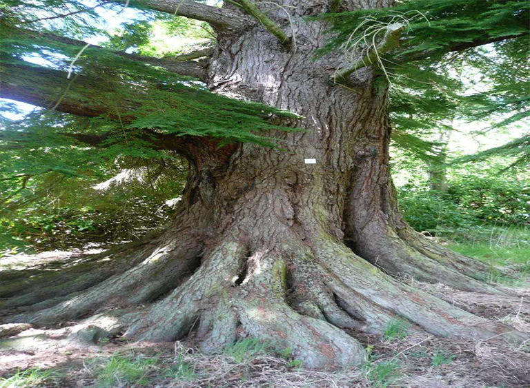 仿真樹.jpg 仿真樹